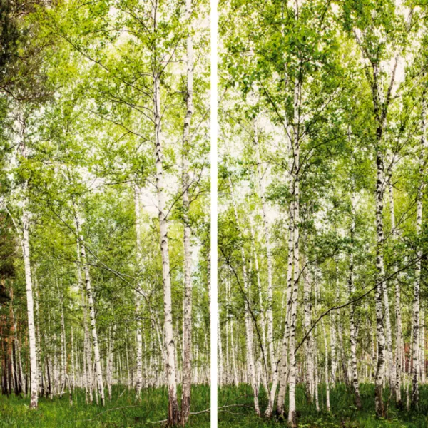 Duschrückwand ALU-Verbundplatte Dekor: Birkenwald